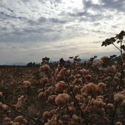 STUDIO D´ARTISAN Studio D'Artisan Fox-001 Fox Cotton Foxfibre® Coyote Relaxed Tapered Jeans 69 STUDIO D´ARTISAN Studio D'Artisan Fox-001 Fox Cotton Foxfibre® Coyote Relaxed Tapered Jeans