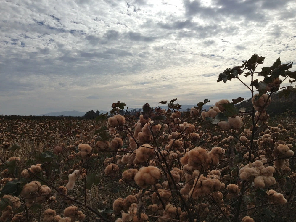 STUDIO D´ARTISAN Studio D'Artisan Fox-001 Fox Cotton Foxfibre® Coyote Relaxed Tapered Jeans 36 STUDIO D´ARTISAN Studio D'Artisan Fox-001 Fox Cotton Foxfibre® Coyote Relaxed Tapered Jeans