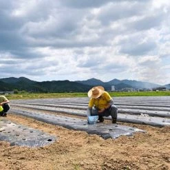 Samurai Jeans SWS-SC01 Japanese Cotton Sweatshirt Natural